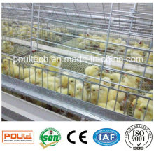Pullet Chick Cage and Incubator for Poultry Farms